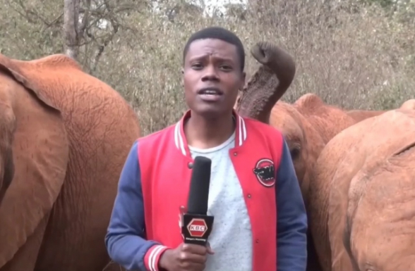 Шаловливый слоненок решил вмешаться в репортаж телеканала